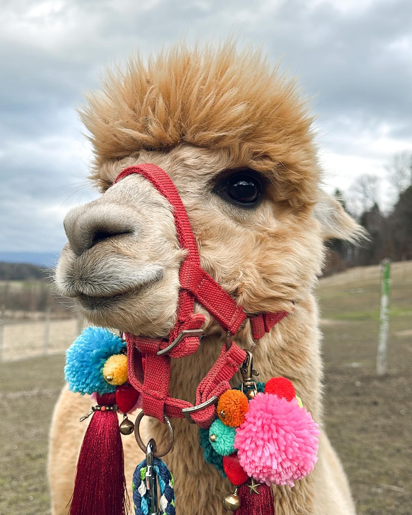 Cute Alpaca